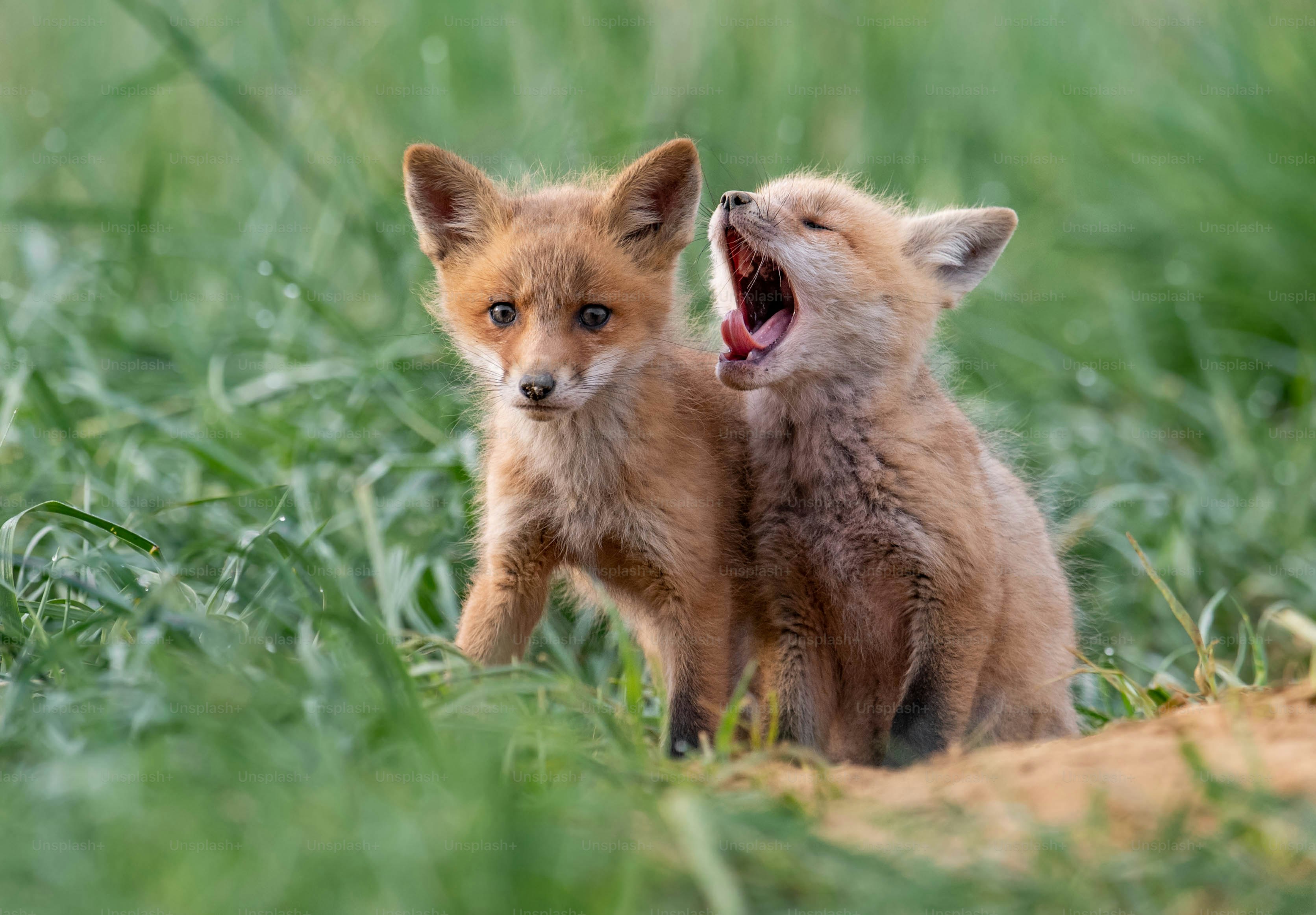 A red fox in New Jersey