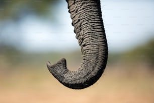 Primo piano di una proboscide di elefante.
