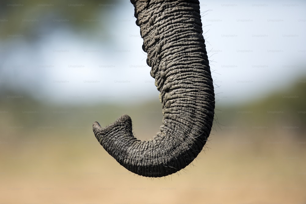 Primer plano de una trompa de elefante.