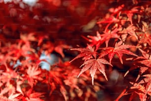가을의 붉은 단풍 나무.