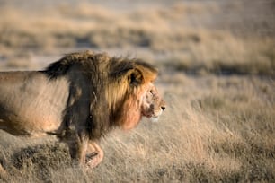 Un leone maschio con il sangue sulla criniera nel Parco Nazionale di Etosha, Namibia.