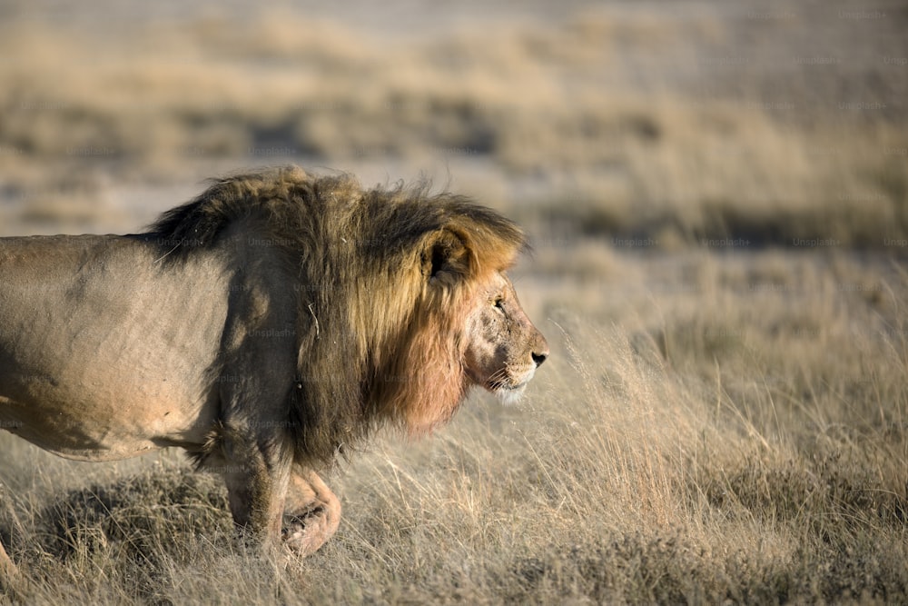 A male lion with blood on his mane in Etosha National Park, Namibia.