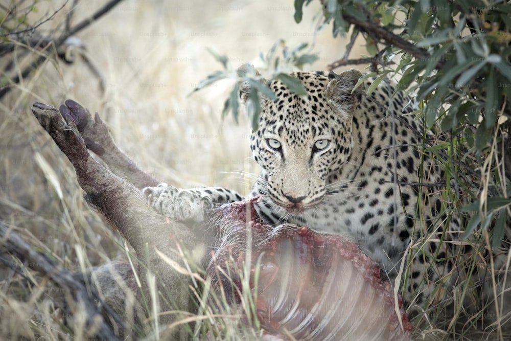 Leopardo su un facocero ucciso nel fitto sottobosco.