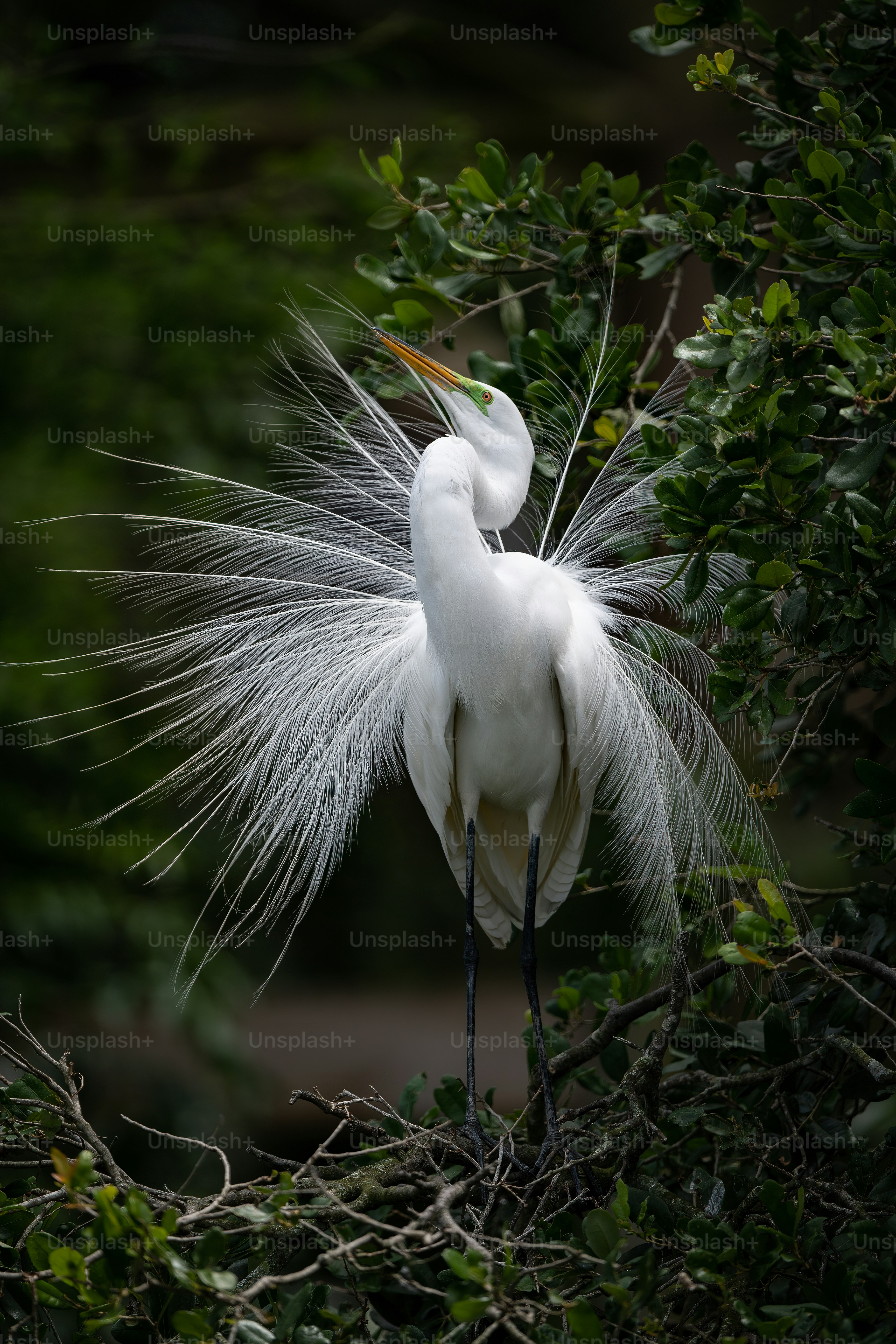 Great egret in Northern Florida