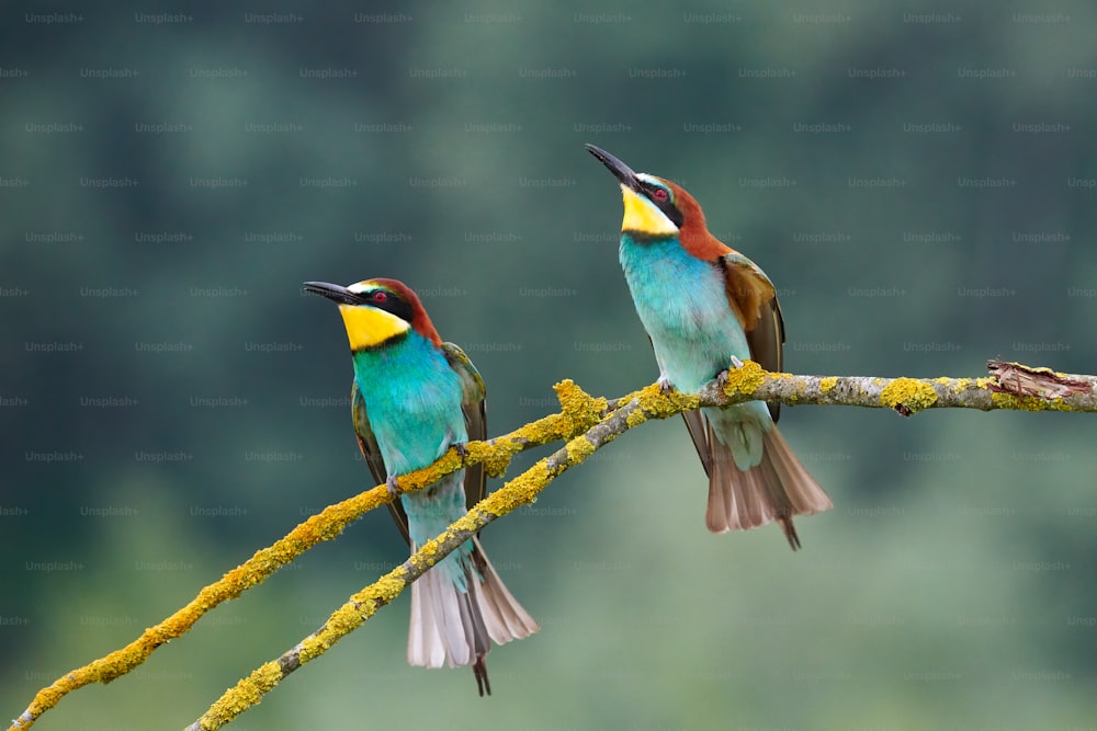 Beautiful European bee-eater couple (Merops apiaster). The male brings as a gift an insect to the female during courtship.