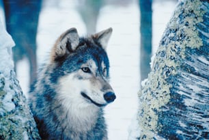 Ein Wolf, der neben einem Baum im Schnee steht