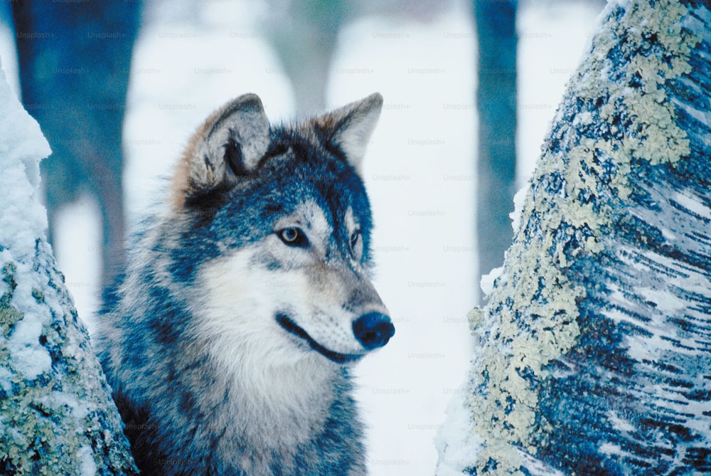 a wolf standing next to a tree in the snow