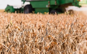 Harvesting of ripe soybean field with combine
