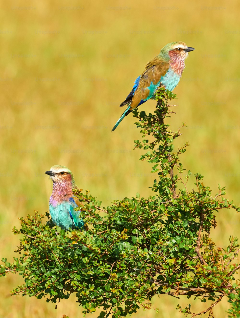 Two Lilac breasted roller perched on a green  bush