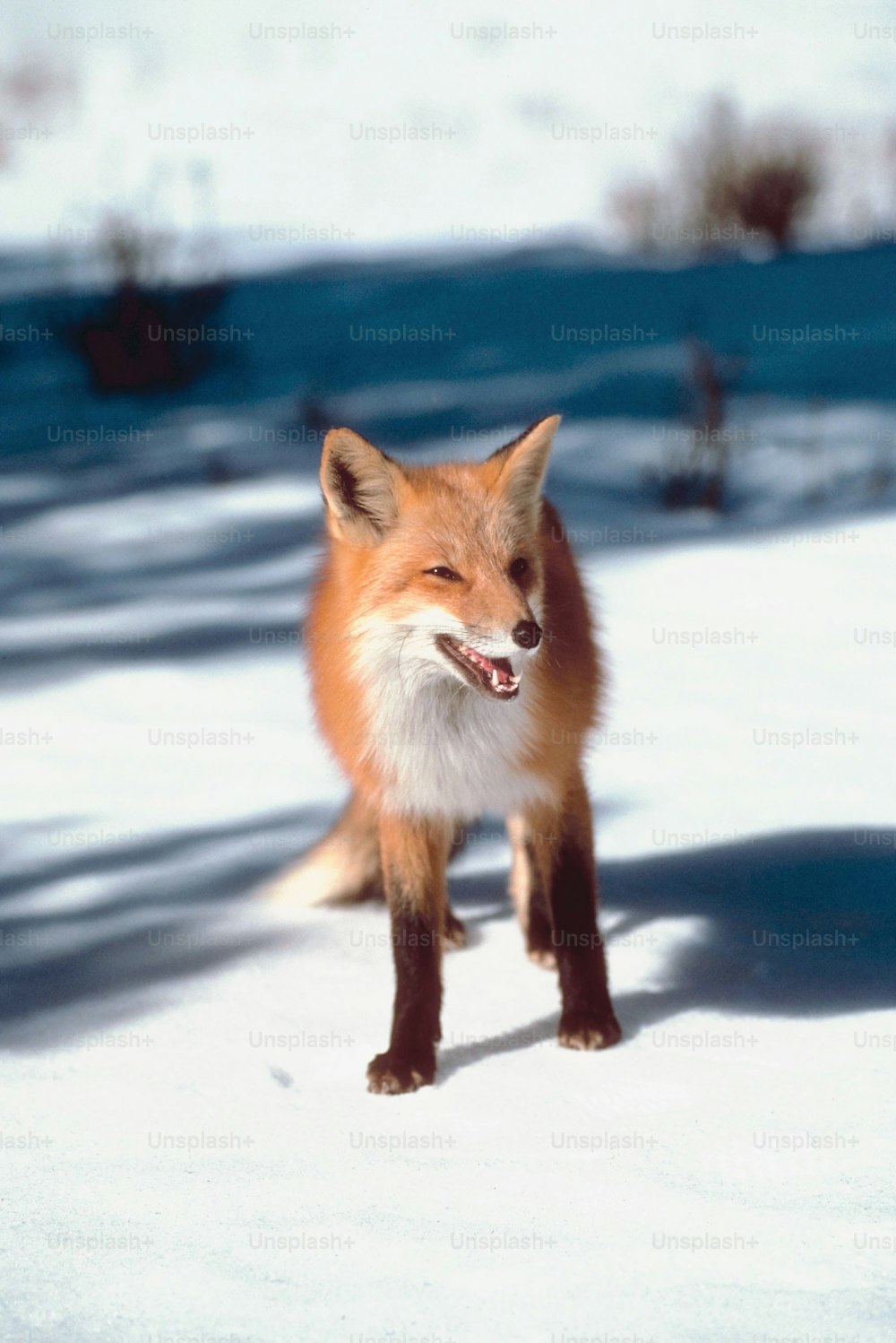 Un zorro rojo parado en la cima de un campo cubierto de nieve
