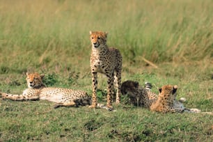 Un gruppo di ghepardi sdraiati nell'erba