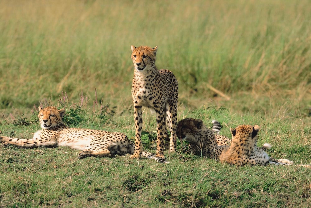 a group of cheetah laying down in the grass