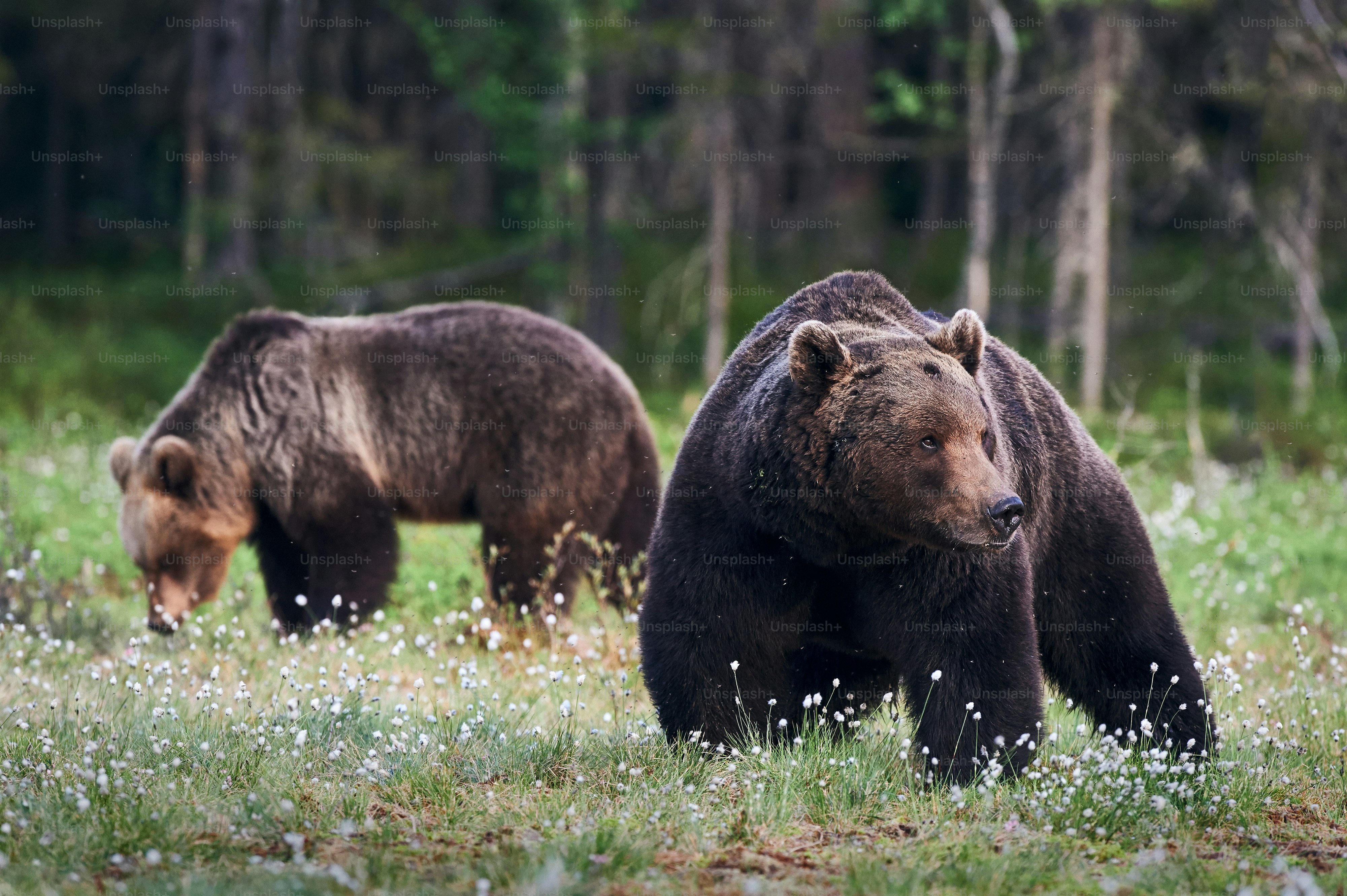 Zwei Braunbären (Ursus arctos) Männchen und Weibchen Fotografiert im Wald