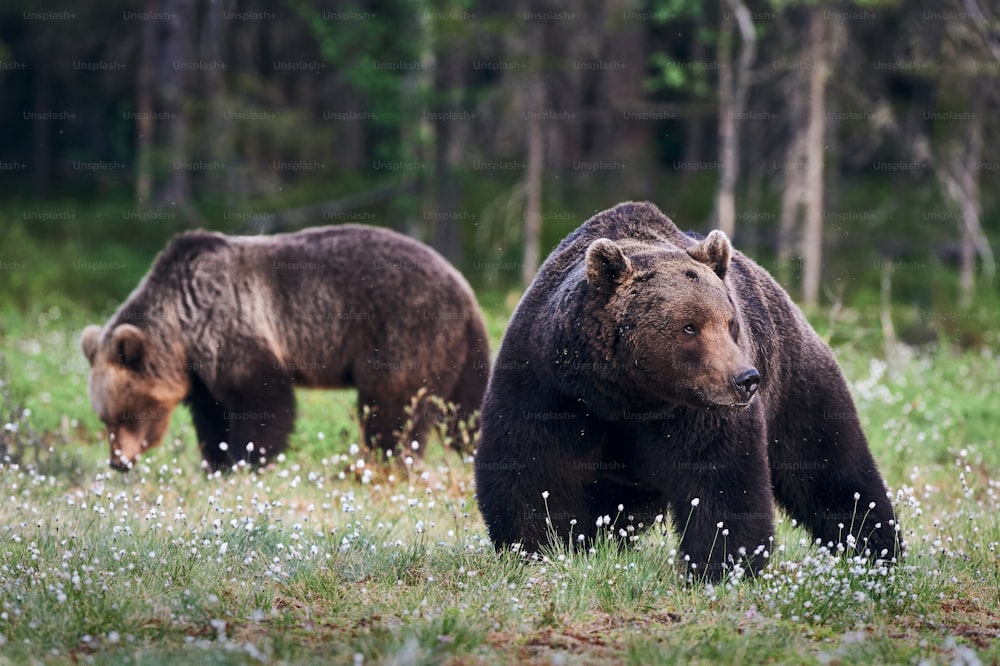 Zwei Braunbären (Ursus arctos) Männchen und Weibchen Fotografiert im Wald
