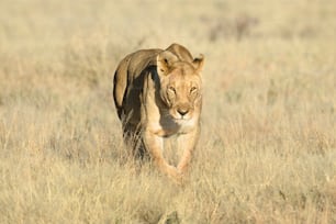 Lionne dans le parc national d’Etosha, Namibie