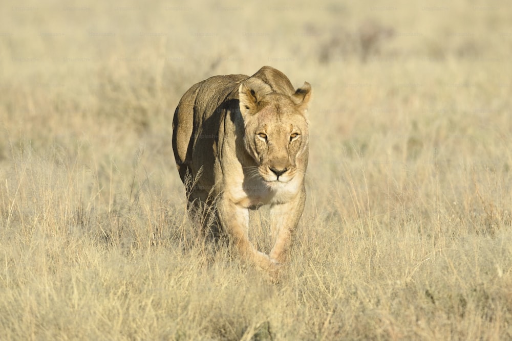Löwin im Etosha Nationalpark, Namibia