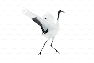 Dancing Crane. The ritual marriage dance. Isolated on white. The red-crowned crane. Scientific name: Grus japonensis, also called the Japanese  or Manchurian crane, is a large East Asian Crane.
