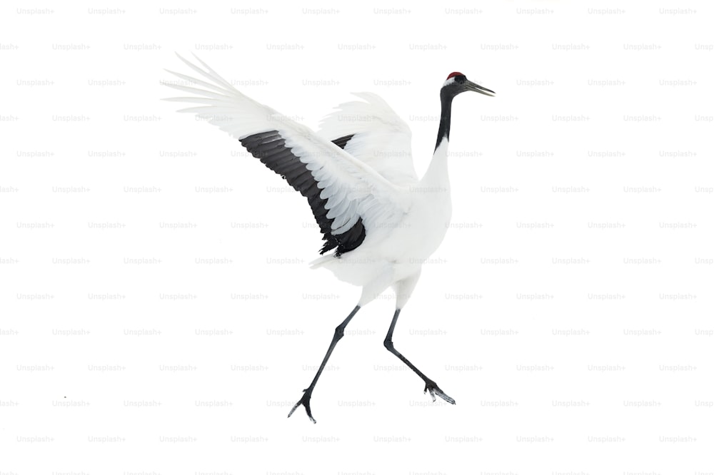 Dancing Crane. The ritual marriage dance. Isolated on white. The red-crowned crane. Scientific name: Grus japonensis, also called the Japanese  or Manchurian crane, is a large East Asian Crane.