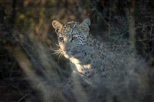 Un léopard dans le dernier doigt de lumière