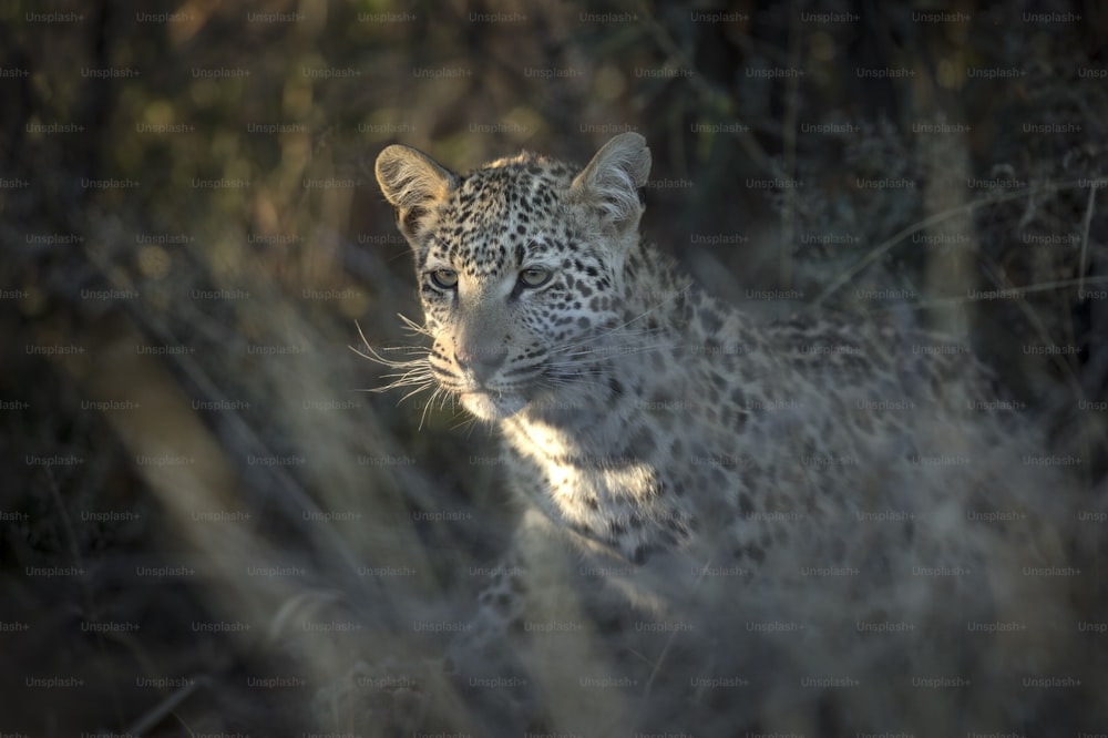 A leopard in the last finger of light