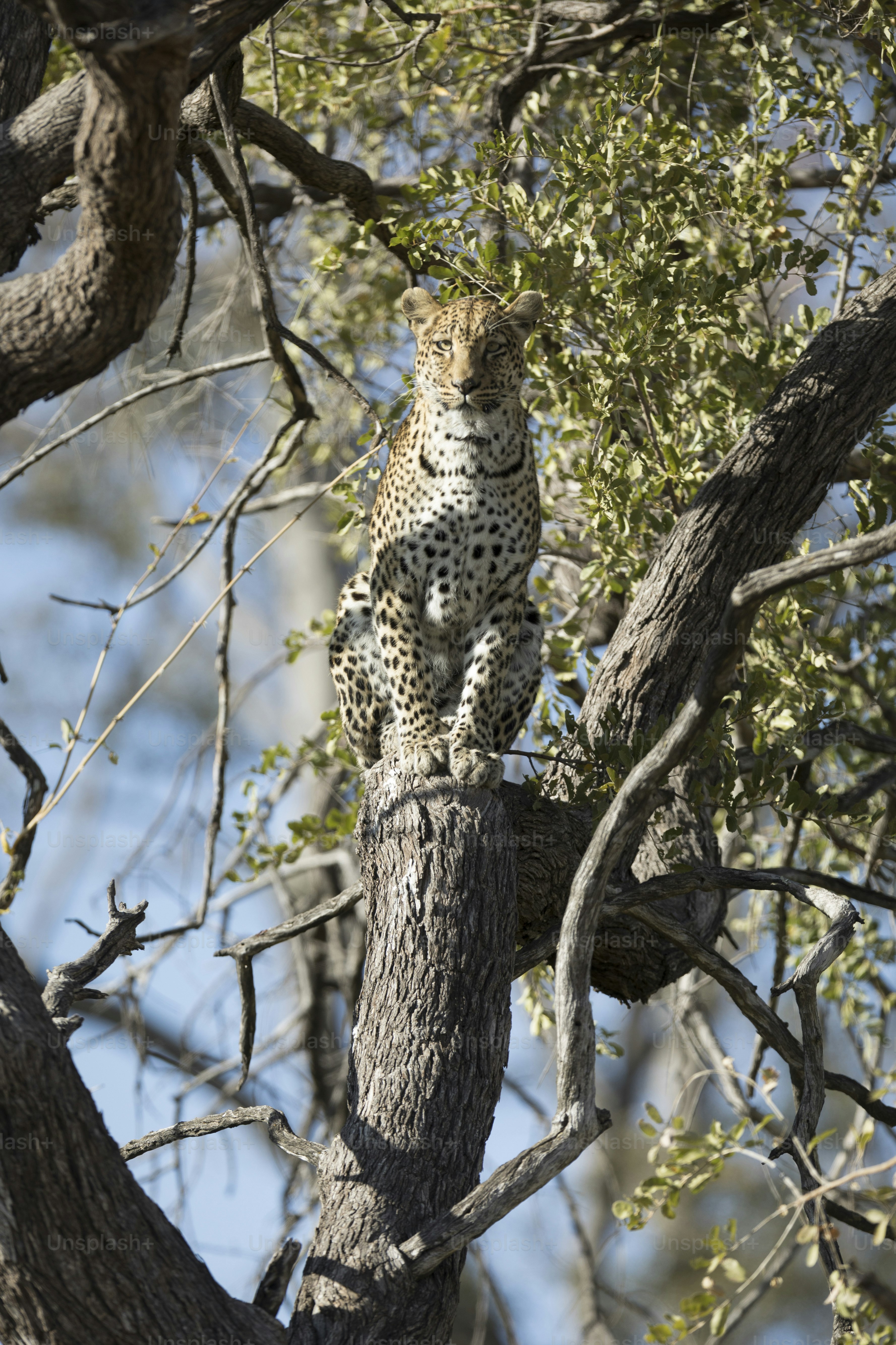 Un leopardo en el Parque Nacional de Chobe, Botsuana. foto – Imagen de ...