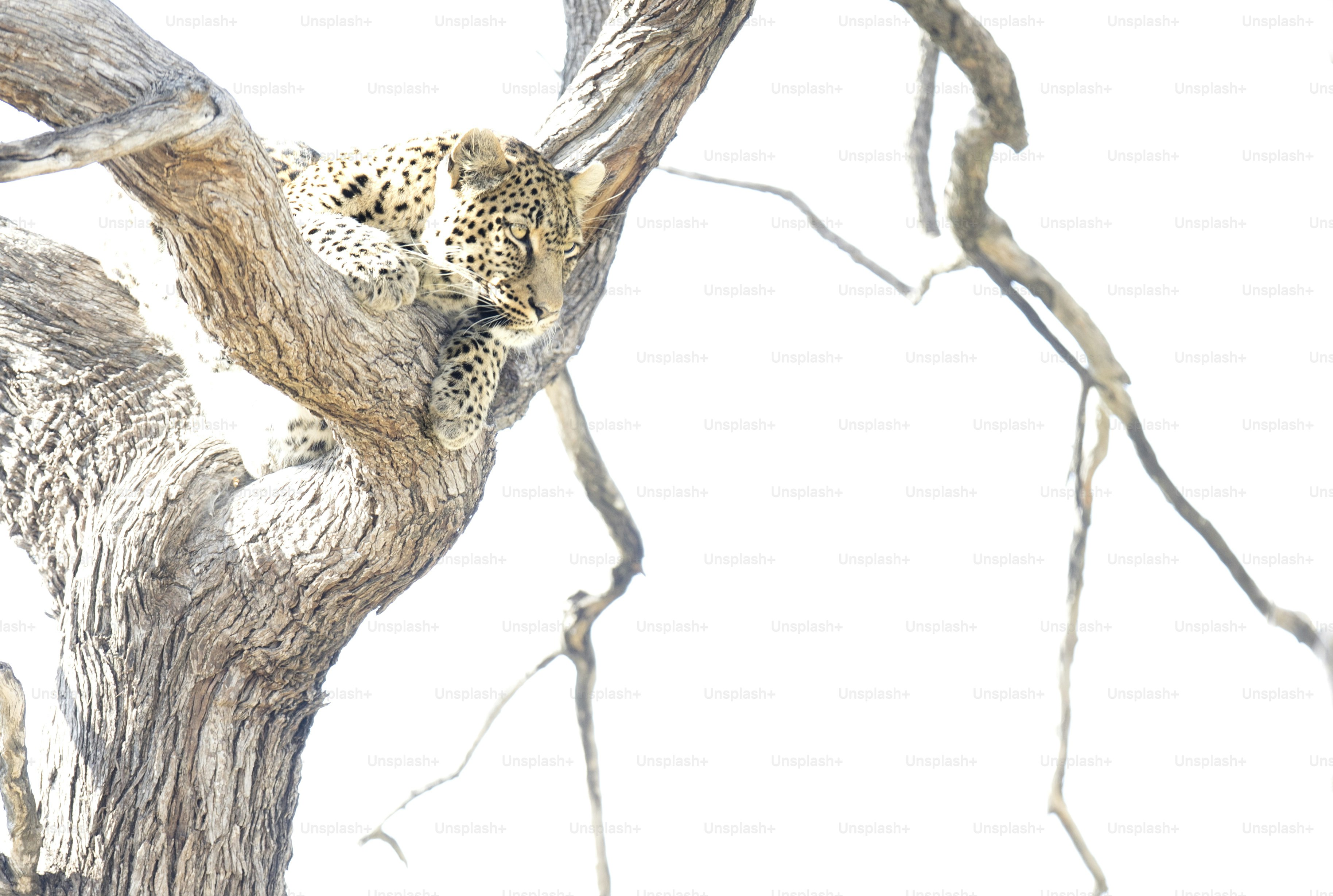 A Leopard in Chobe National Park, Botswana.