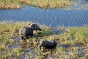 Elefante no Delta do Okavango