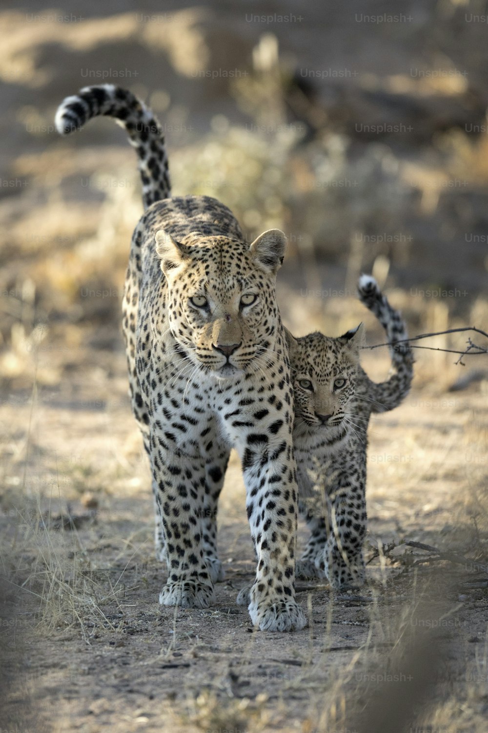 Madre e cucciolo di leopardo che camminano attraverso la boscaglia
