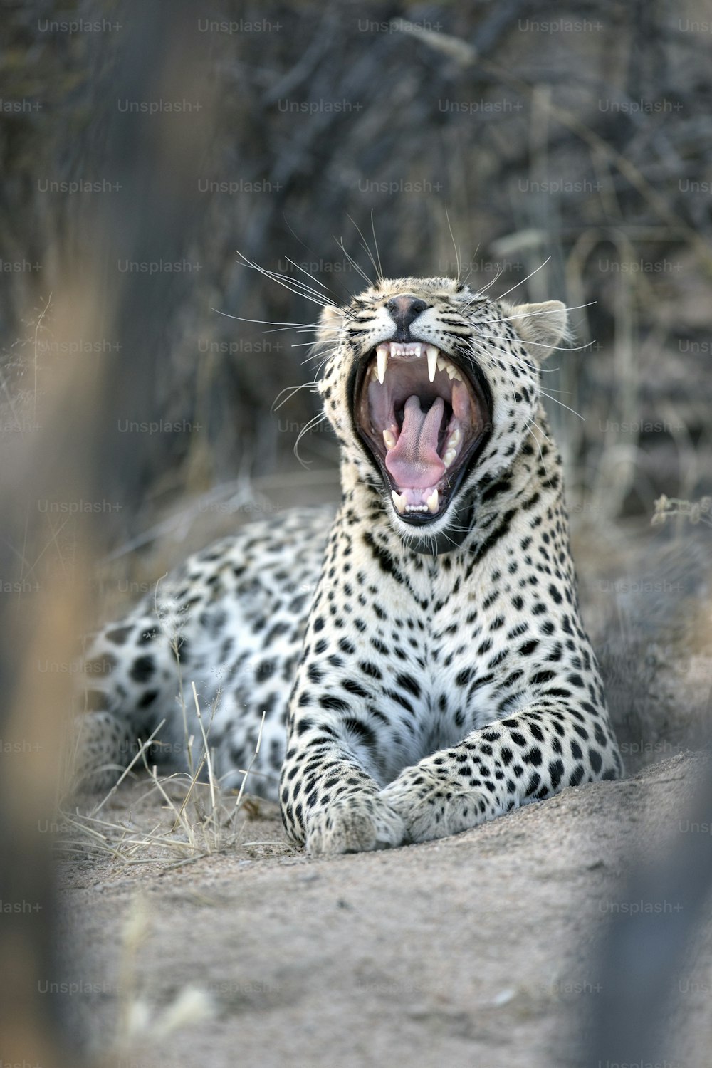 Leopard yawning showing its teeth