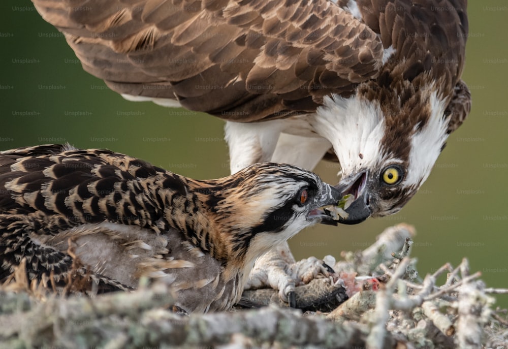 An osprey in Southern Florida