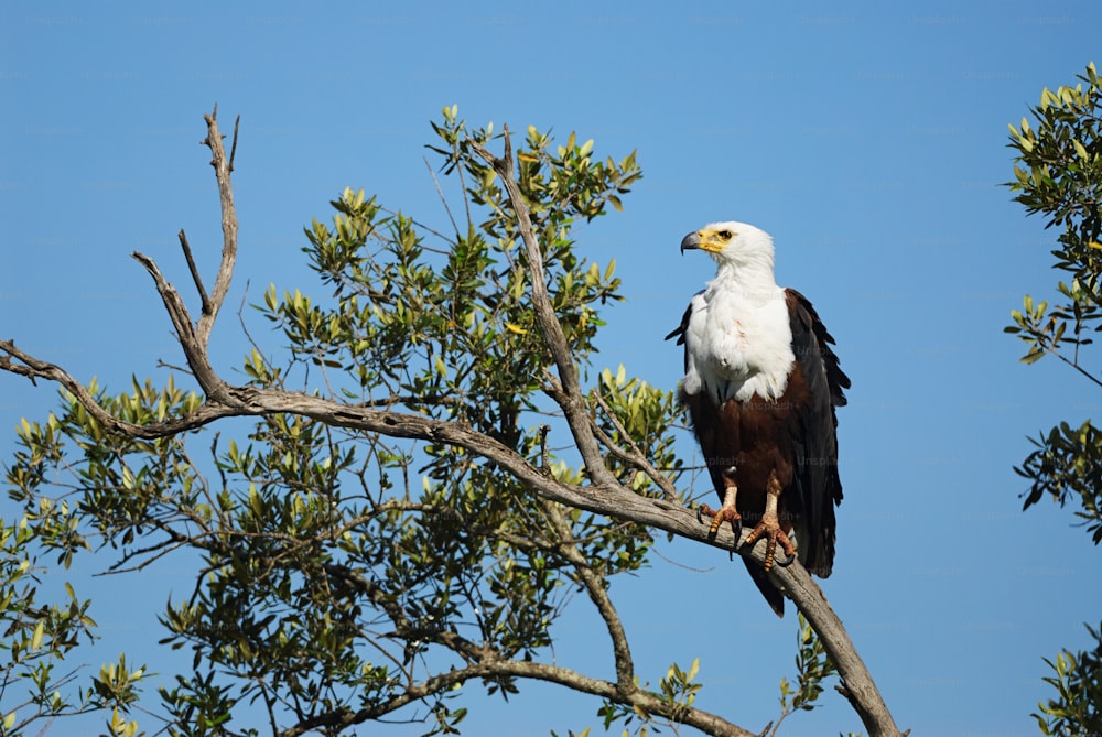 Hermosa águila africana posada en un árbol en Kenia