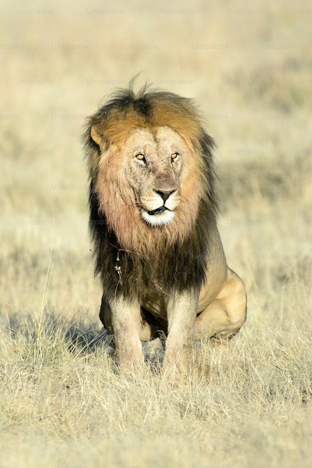 Um leão macho com sangue em sua juba no Parque Nacional de Etosha, Namíbia.