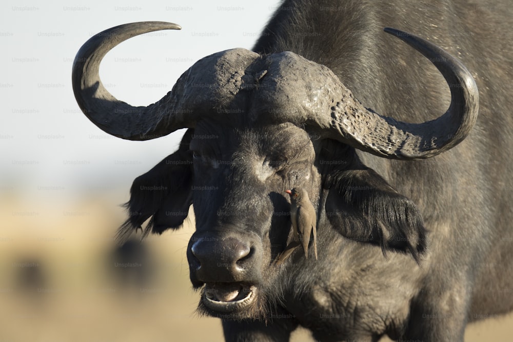 A Buffalo in Chobe national Park, Botswana.