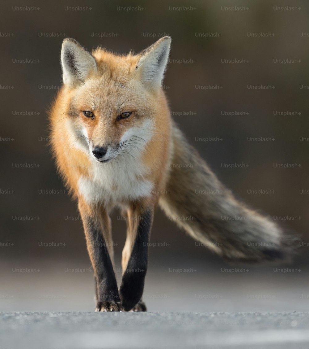 A red fox in New Jersey