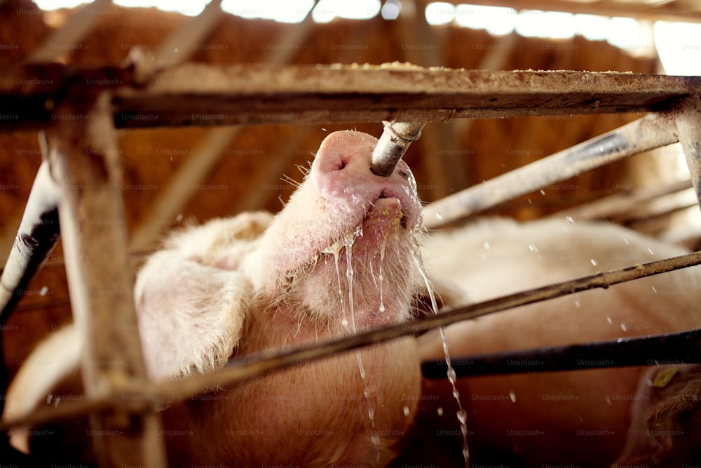 Durstiges Schwein trinkt Wasser auf dem Bauernhof.