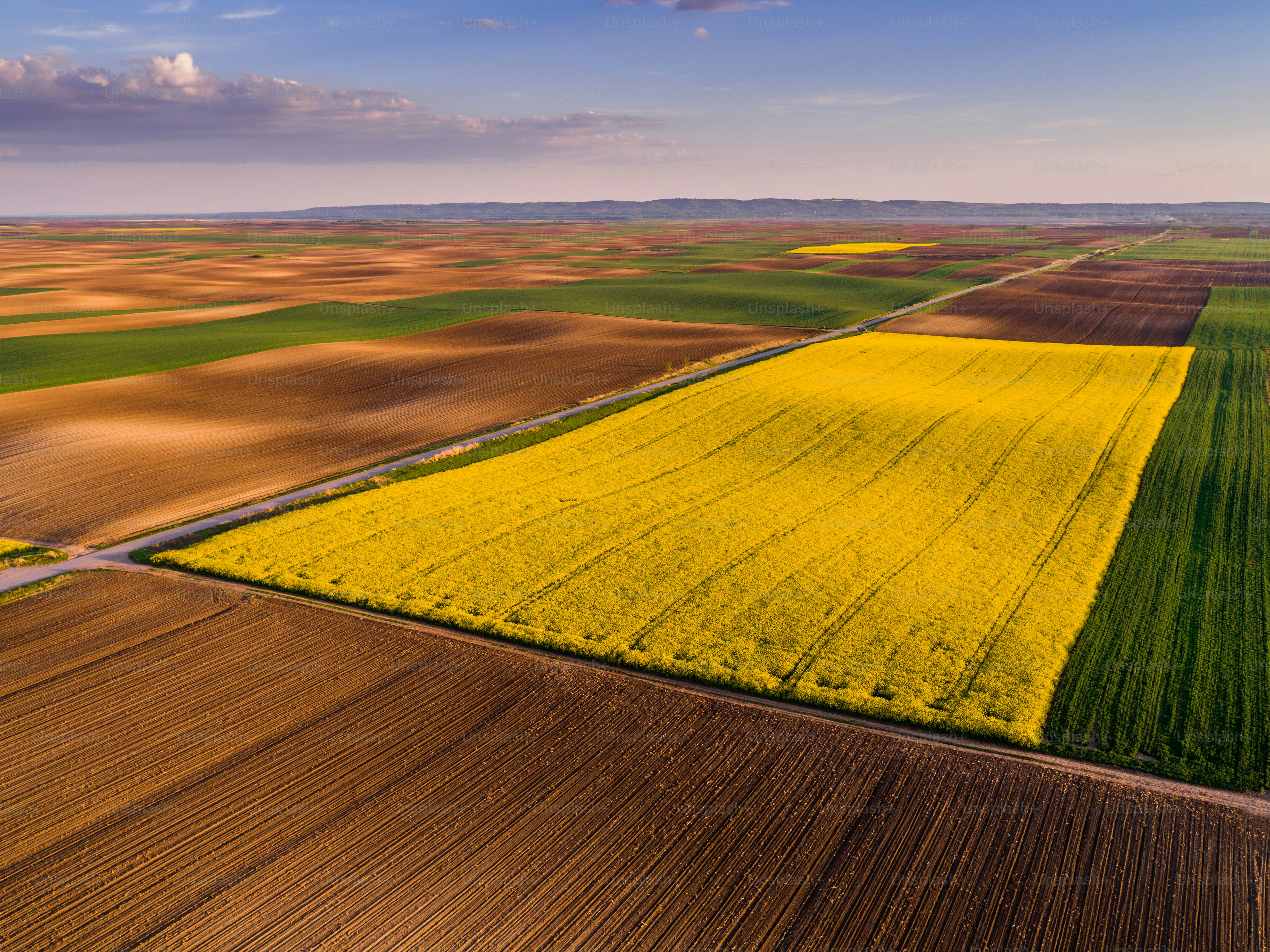 Foto aérea de canola, semente de colza de um drone. Bela paisagem agrícola.