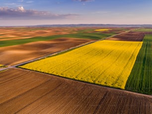 Aerial shot of canola, rape seed from a drone. Beautiful agricultural landscape.
