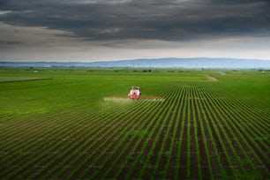 Tractor spraying pesticides on corn field  with sprayer at spring