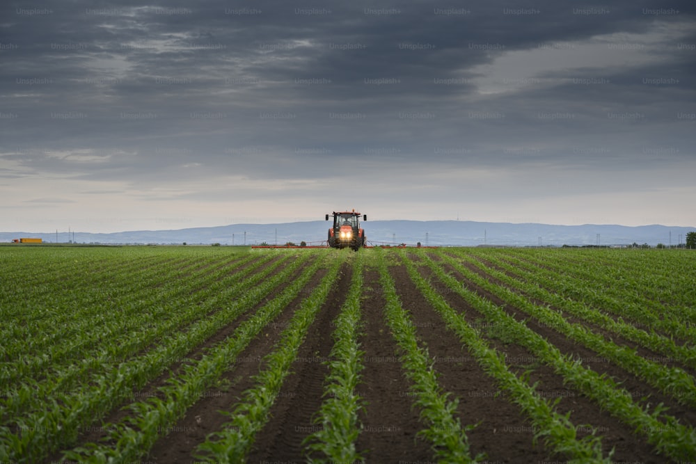 Tracteur pulvérisant des pesticides sur un champ de maïs avec un pulvérisateur au printemps