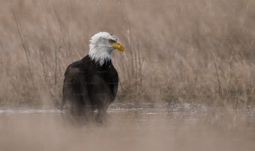 Un águila calva en Maryland