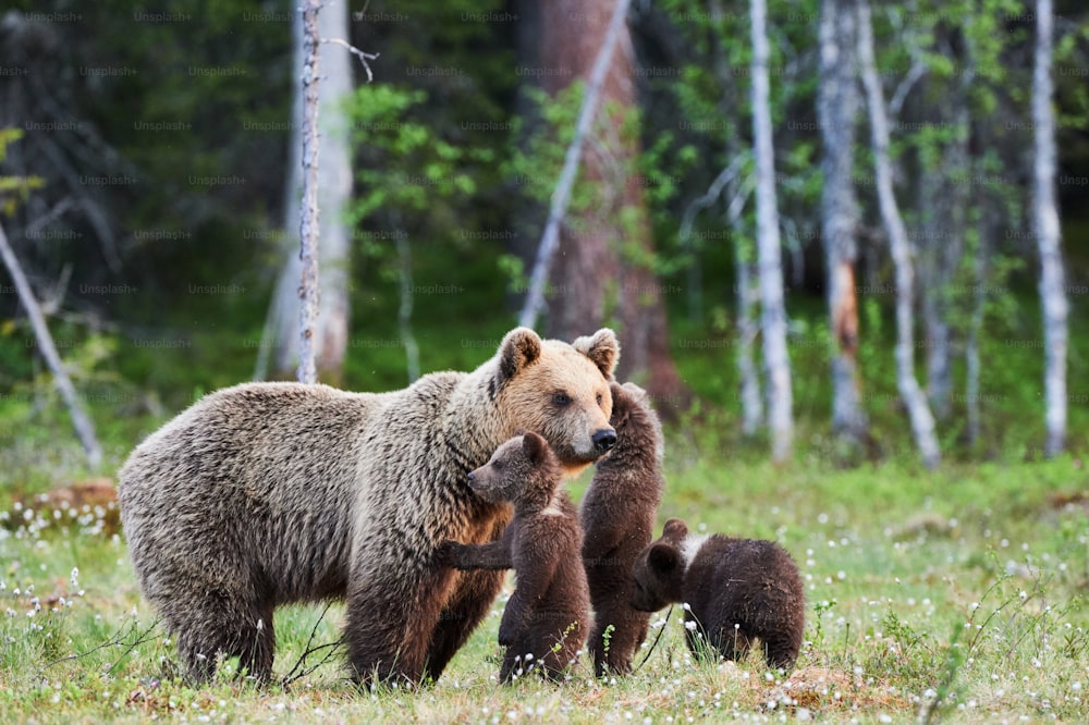 Mother bear protects her three little puppies in the finnish taiga