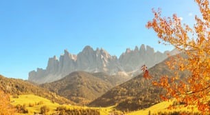 Val di Funes nelle Alpi dolomitiche italiane con albero giallo in primo piano. Viaggia nelle Alpi europee in autunno.