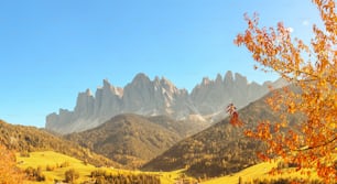 Funes Valley in Italian Dolomites Alps with yellow tree at the foreground. Travel in European Alps at autumn time.