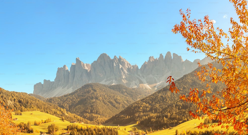 Funes Valley in Italian Dolomites Alps with yellow tree at the foreground. Travel in European Alps at autumn time.