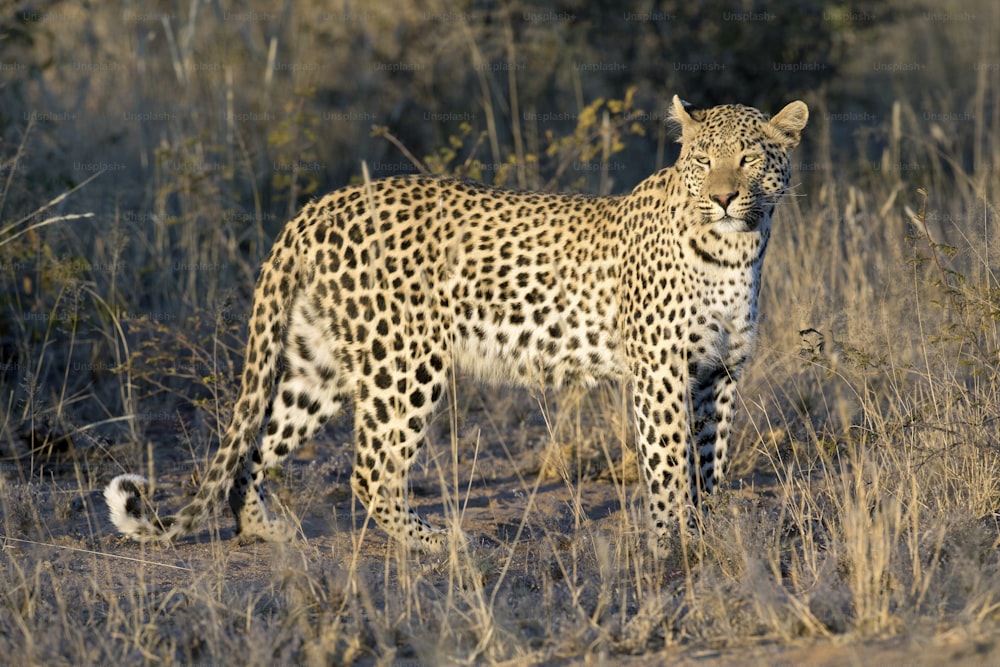Leopard im Nachmittagslicht