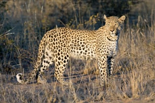 Leopard in the afternoon light