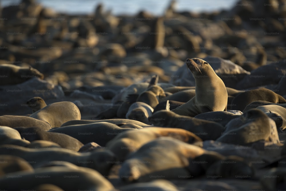 Fur Seal in the Cape Cross Colony on the Skeleton Coast of Namibia.
