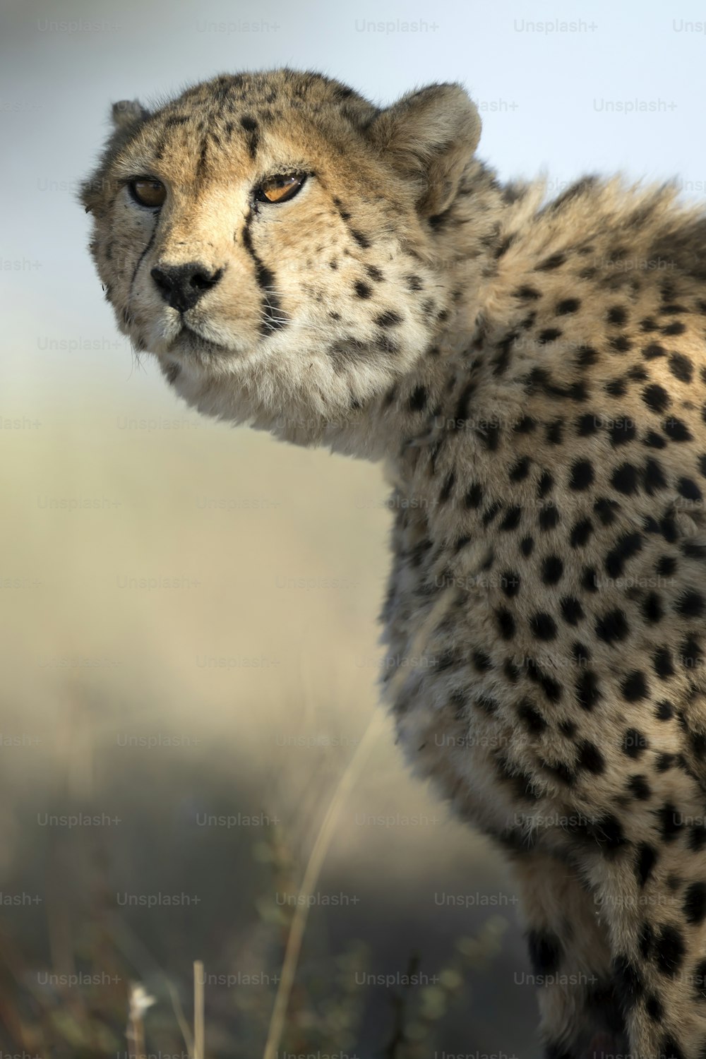 Retrato de un guepardo a la luz de la mañana