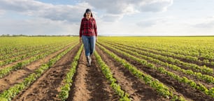 圃場で枝豆を検査する女性農家または農学者
