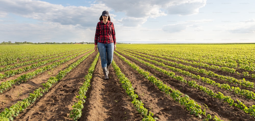 Female farmer or agronomist examining green soybean plants in field